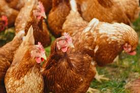 Chickens to be killed after bird flu breaks out in Oxfordshire