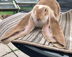 Image of Longeared rabbit