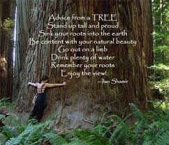 Inspirational Quotes About Trees. QuotesGram via Relatably.com