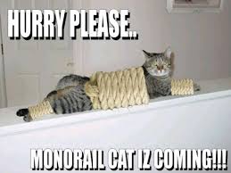 Funny Cat Pictures via Relatably.com