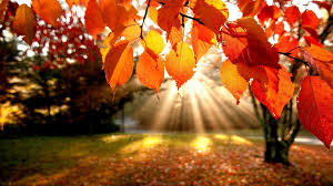 Image result for image of fall/autumn