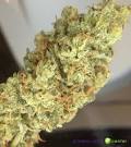 Lemon Haze (Weed Smokers Only) -