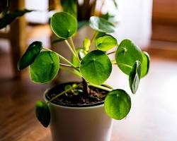 Image of Pilea Peperomioides plant