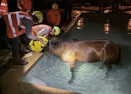 See photos of dramatic horse rescue from Reno backyard pool