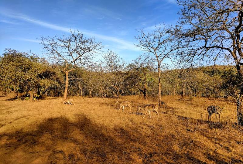 Gir National Park