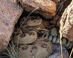 Image of Great Basin Rattlesnake