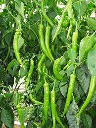 sera sebzeleri ile ilgili görsel sonucu