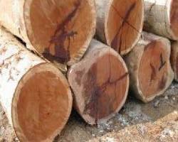 Gambar Merbau Woodchips