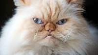 Kidney Transplant Patient Got Incredibly Rare Infection from Her Cat