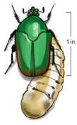 Résultat de recherche d'images pour "metallic green fig beetle"