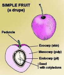 Image result for berry and drupe