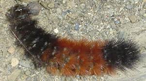 Image result for wooly bears