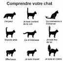 Bien comprendre son chat