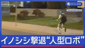 住宅街にイノシシ 追い払ったのは「人型ロボット」 画期的と思いきや賛否（テレビ朝日系（ANN））