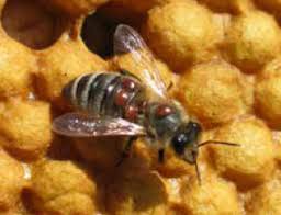 Image result for varroa mite