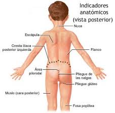 Resultado de imagen para cuerpo humano