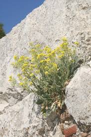 Αποτέλεσμα εικόνας για αγριολούλουδα τώρα φυτρώνουν στα αρχαία ερείπια των ιερών και των ναών