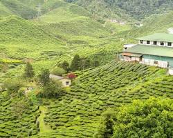 Munnar in March