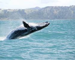 Image of Whales in Hawaii