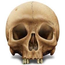 Image result for skull icon