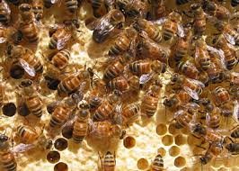 Image result for bees