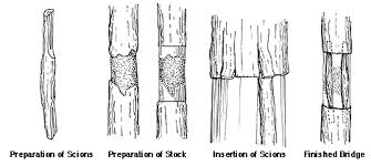 Résultat de recherche d'images pour "tree trunk repair grafts"
