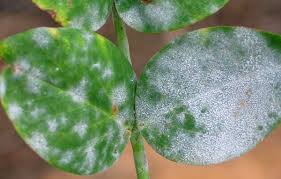 pepper powdery mildew ile ilgili görsel sonucu