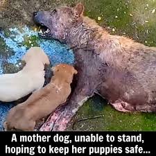 Doggie - In a quiet corner of an abandoned lot, a gentle ...