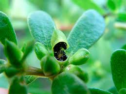 Resultado de imagem para beldroega