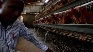 Image result for chicken cage