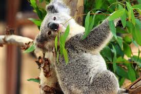 Image result for eucalyptus