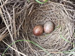 Image result for brown headed cowbird eggs