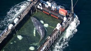 Dramatyczna sytuacja wieloryba Timmy'ego. Eksperci alarmują. Niespodziewane zagrożenie