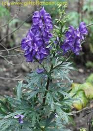 Blauer Eisenhut (Aconitum napellus) im GIFTPFLANZEN.COMpendium - www. - aconitum_napellus