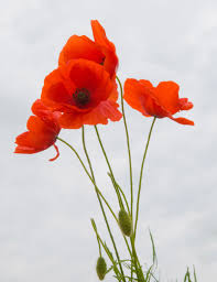 Image result for Poppies