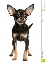 Image result for chihuahua dog