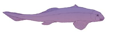 Picture of Helodus