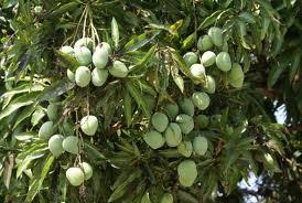Image result for mango scoring