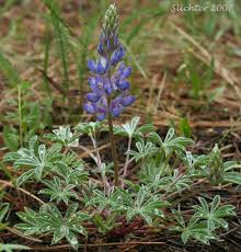 Image result for lupine