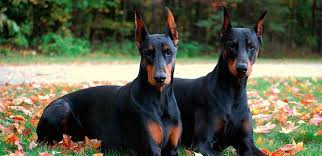 Resultado de imagen de Doberman