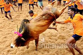 Image result for pictures of jallikattu