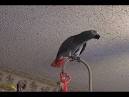 pictures of 2 parrots singing and talking wendy