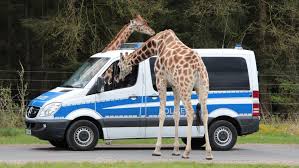 Resultado de imagem para CHARGES - journal de Dimanche'