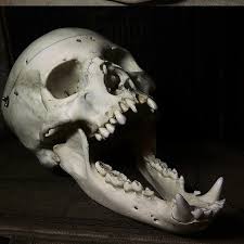 Hope everyone is excited for October And to ask again….. Whats your favourite scary movie?