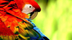 Image result for macaw parrot hd
