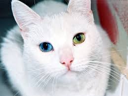 Resultado de imagen de gatos con ojos azules
