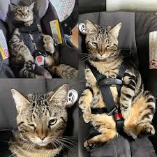 today my cat was so tired # but happy | Facebook
