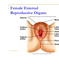 Image result for how to insert male organ into female organ