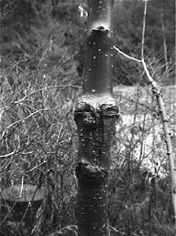 Résultat de recherche d'images pour "tree trunk repair grafts"