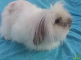 Resultado de imagem para coelho mini fuzzy lop